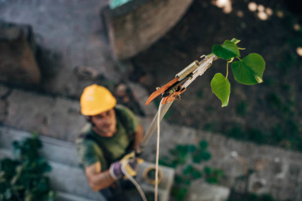 How Our Tree Care Process Works  in  West Haven, CT